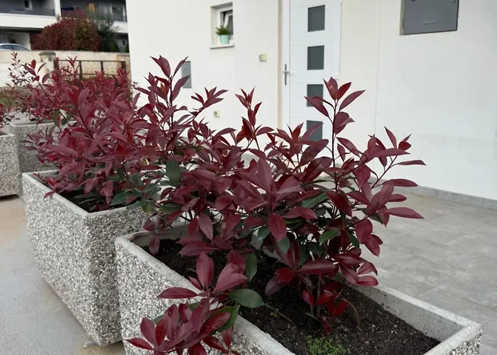 Erika - For 2 Near The * 普拉